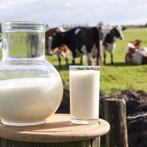 dairy-milk-cows-in-field